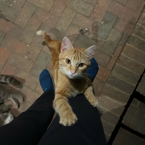 Meet your Posher, Tanya - Picture 6 of 6